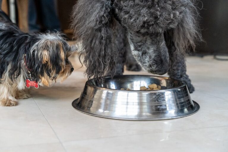 Boss Dog: Nutritional Haven for Your Furry Friend. 