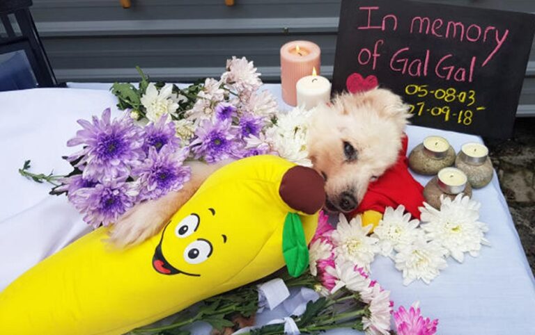 Choosing the Right Veterinary Cremation Service: What Every Pet Owner Should Know